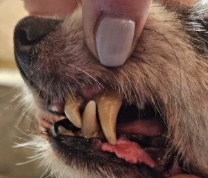 Kosmetische Zahnreinigung eines Hundes durch Dentalhygienikerin Tamara Rusitzka