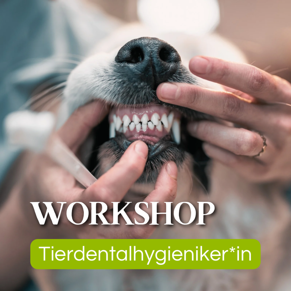 Fachausbildung zum Tierdentalhygieniker