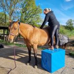 Chiropraktikerin Tamara Rusitzka bei der Behandlung eines Quarter Horse