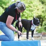 Chiropraktische Behandlung einer Bulldogge durch Therapeutin Tamara Rusitzka