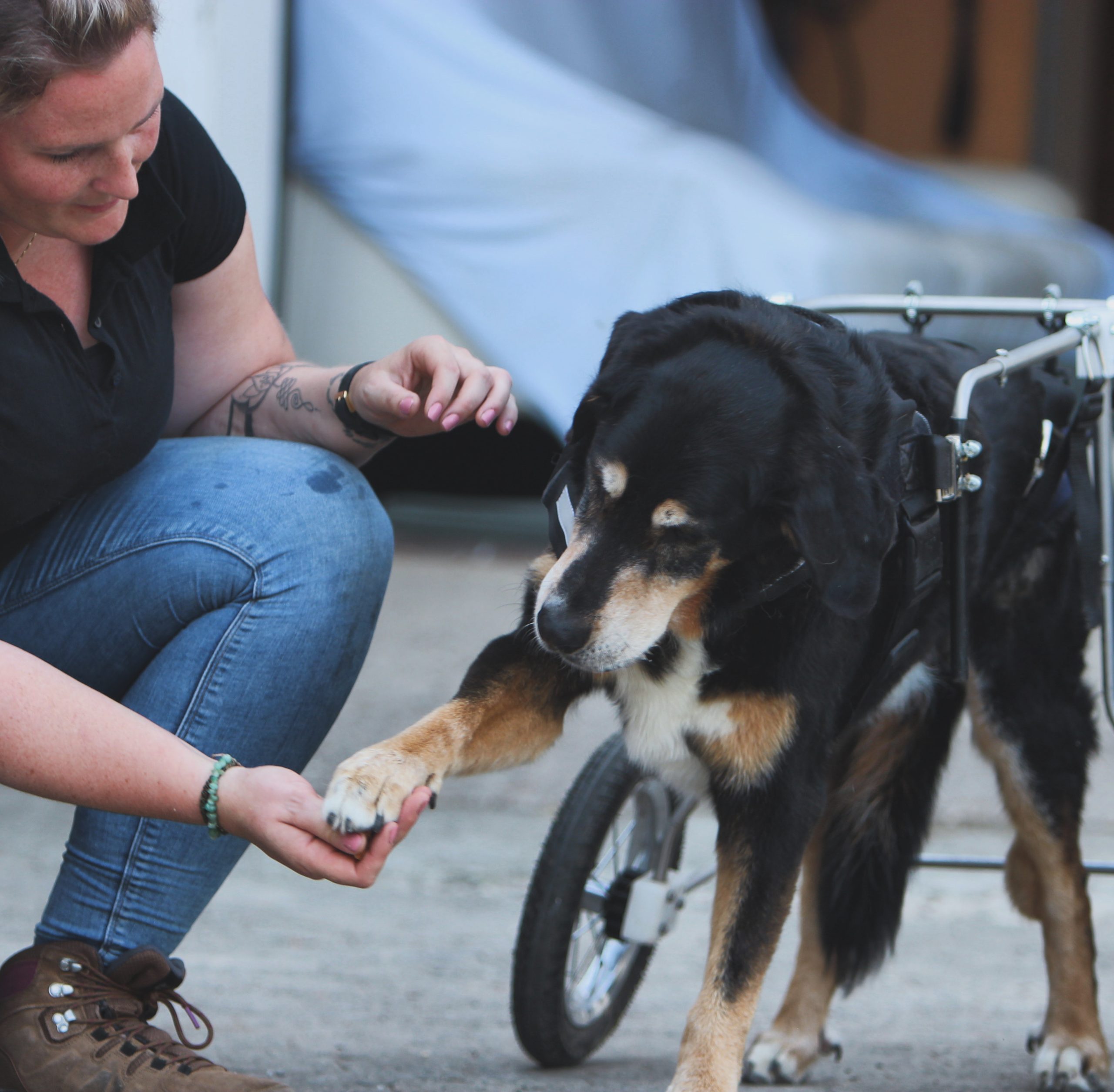 Rehabilitation eines Hundes mit Therapeutin Tamara Rusitzka
